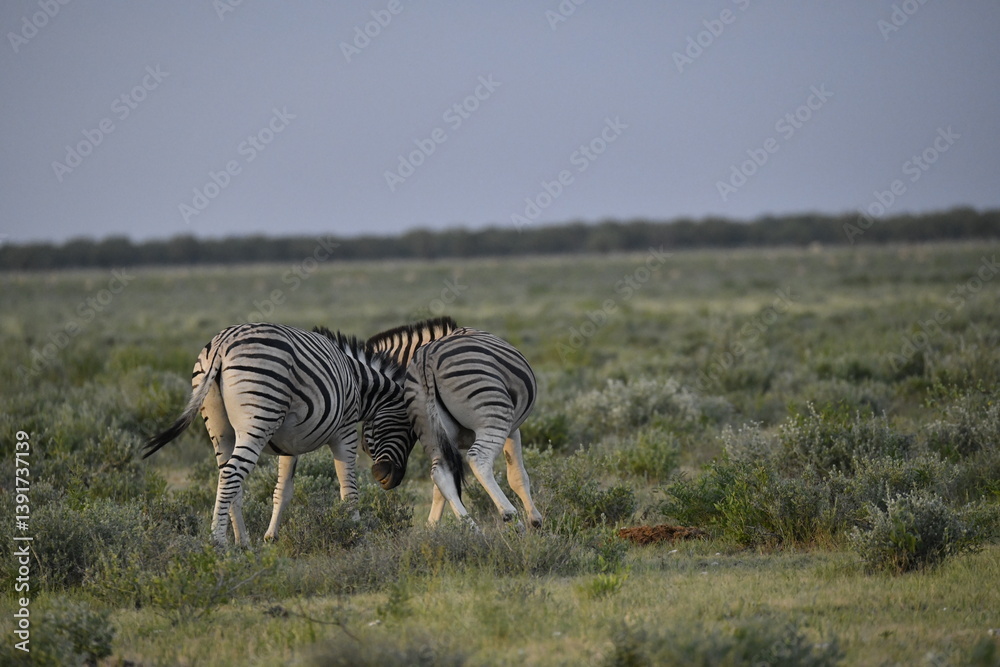 Obraz premium zebra in wild savannah, Animal of africa