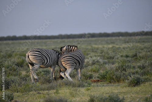 zebra in wild savannah, Animal of africa