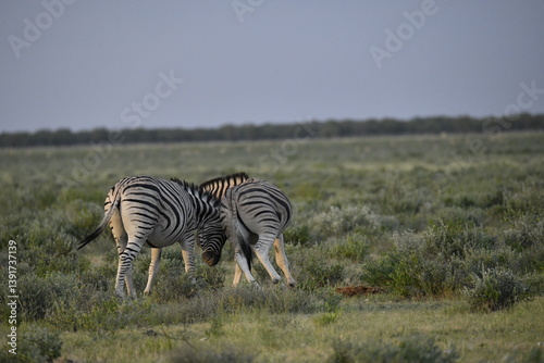 zebra in wild savannah, Animal of africa