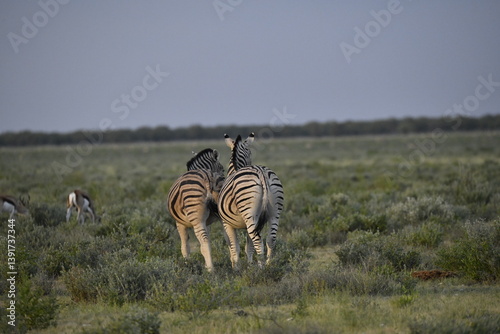 zebra in wild savannah, Animal of africa