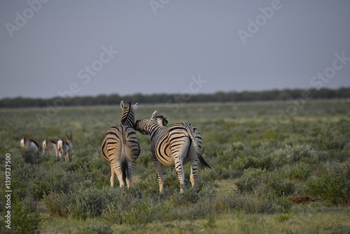 zebra in wild savannah, Animal of africa