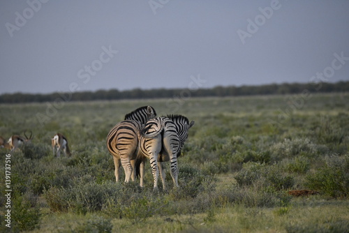 zebra in wild savannah, Animal of africa