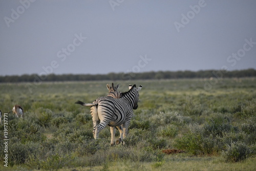 zebra in wild savannah, Animal of africa