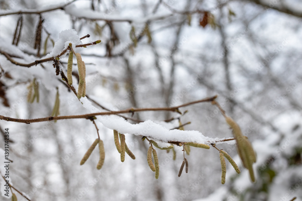 Close-up of snow-covered hazel catkins (Corylus avellana) hanging from a branch in a winter forest. Close-up of snow-covered hazel catkins (Corylus avellana) hanging from a branch in a winter forest.