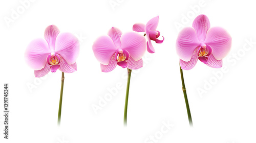 Pack of Orchid Set Against Transparent Background for Flower, Nature, or Botanical Design Projects photo