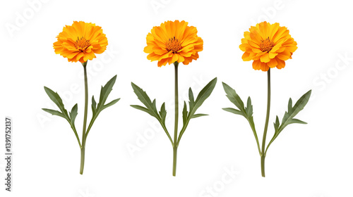 Pack of Marigold Flowers Set Against Transparent Background for Floral, Gardening, or Nature Design Projects photo