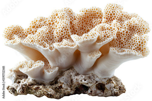  Vivid red coral branch with complex branching structure on transparent background, perfect for reef conservation campaigns and ocean health initiatives 