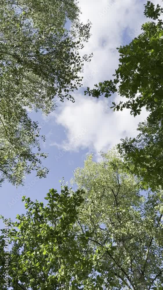 View from below of blue sky and white clouds and green trees swaying in the wind