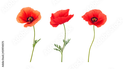 Pack of Poppy Set Against Transparent Background for Floral, Garden, or Nature-Themed Projects