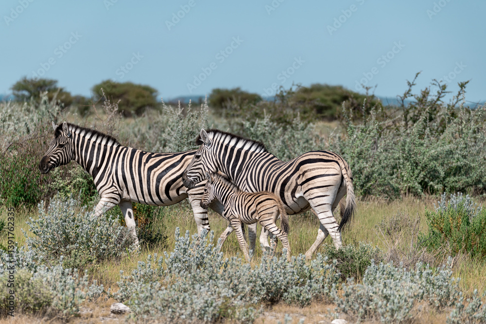 Obraz premium Zebre in wild savanna , Animal of africa