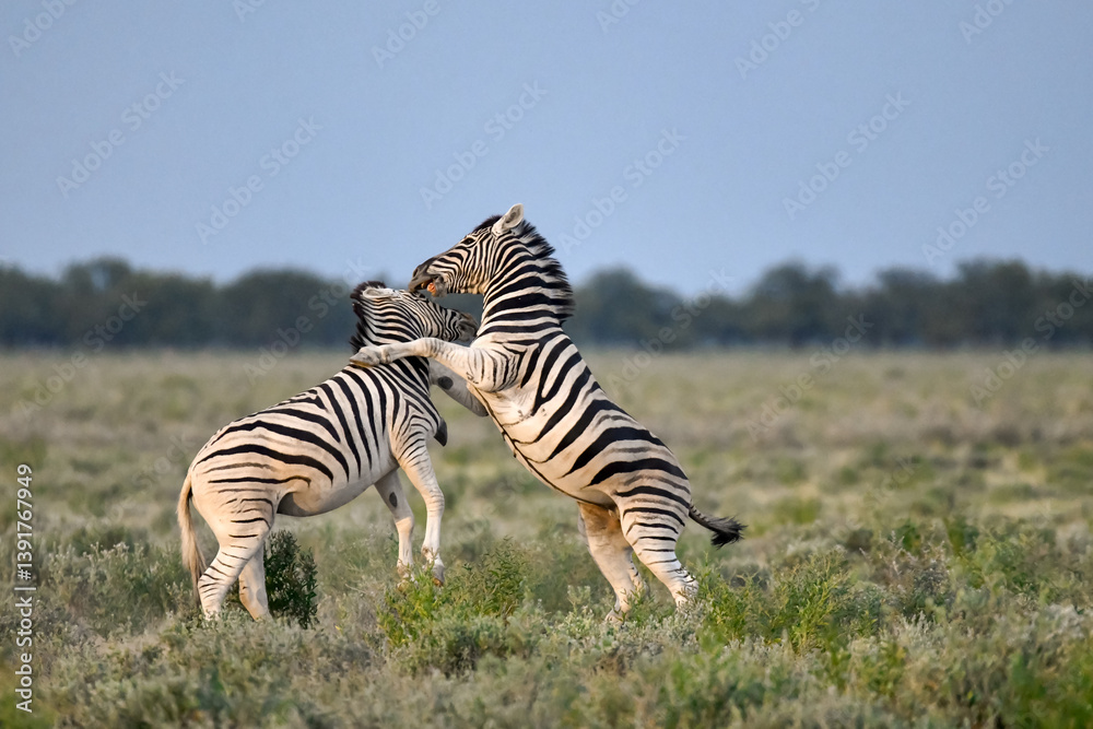 Fototapeta premium Zebra Family in African Savannah