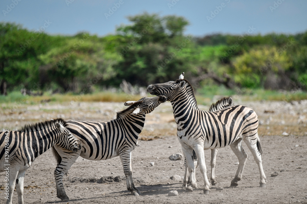 Obraz premium Zebra Family in African Savannah