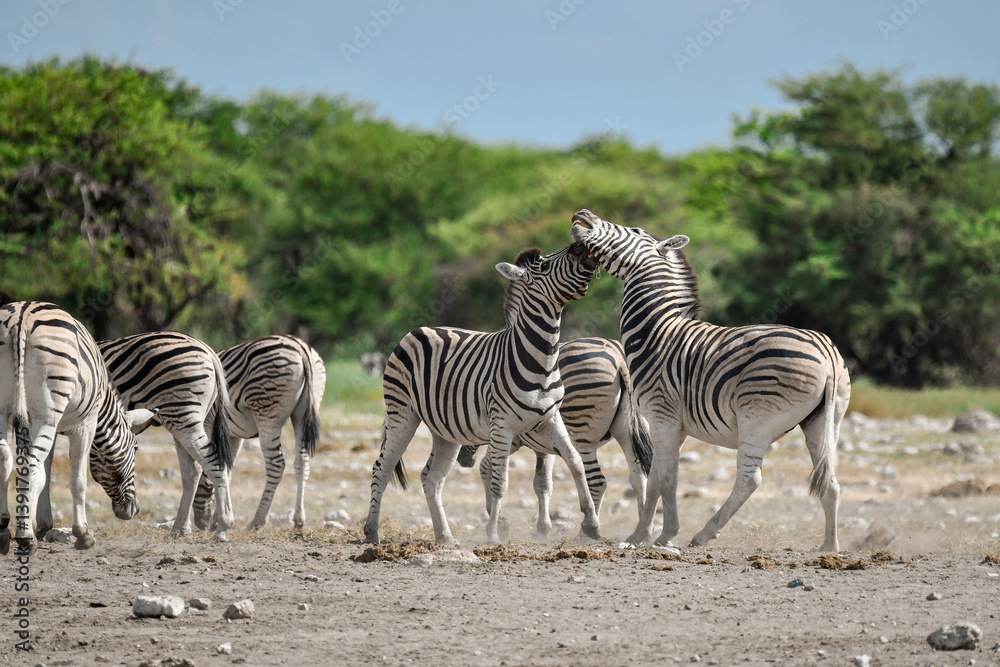Obraz premium Zebra Family in African Savannah