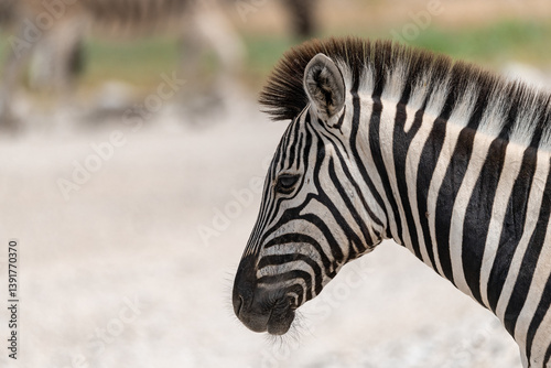 zebra in wild savannah, Animal of africa