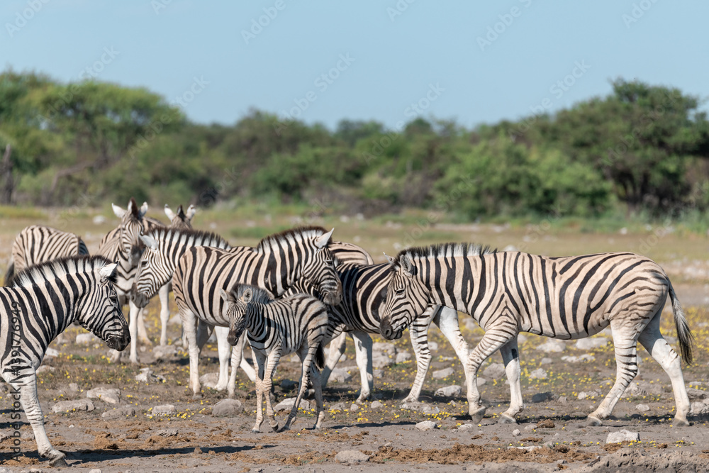 Obraz premium Zebra Family with Cub in African Savannah