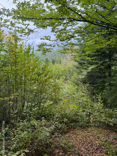 A forest with a view of the mountains. The trees are green and the sky is cloudy