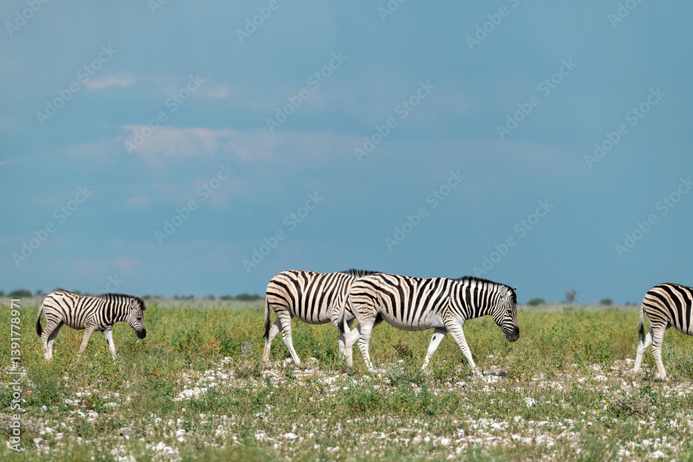 Naklejka premium Zebra Family with Cub in African Savannah