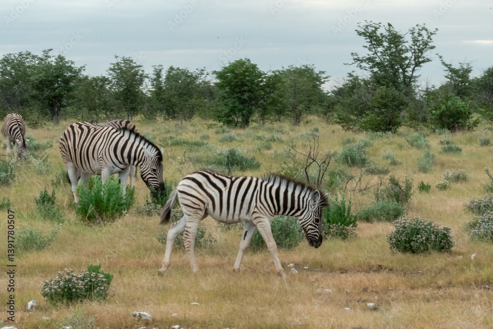 Fototapeta premium Zebra Family with Cub in African Savannah