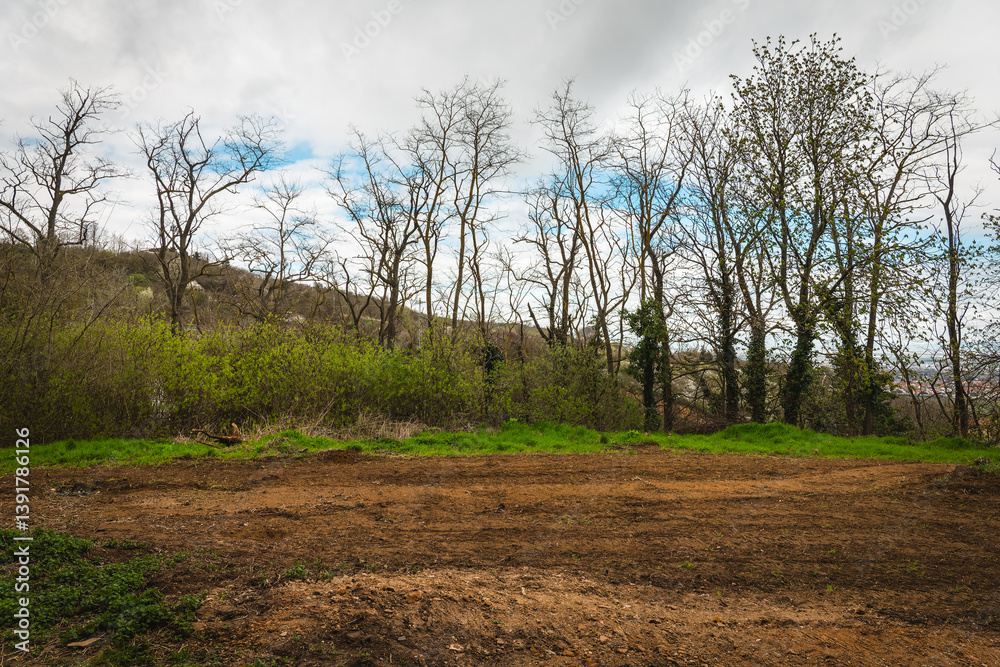 Clearing of dense woodland area reveals fresh earth and green foliage under cloudy sky in early spring Clearing of dense woodland area reveals fresh earth and green foliage under cloudy sky in early spring