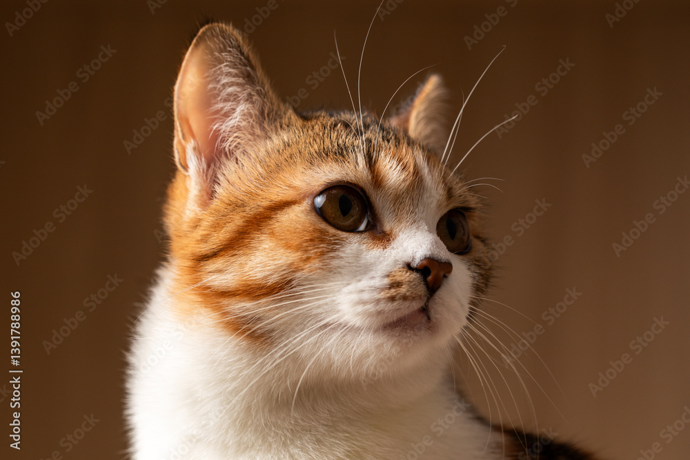 Portrait of little adorable tricolor kitten