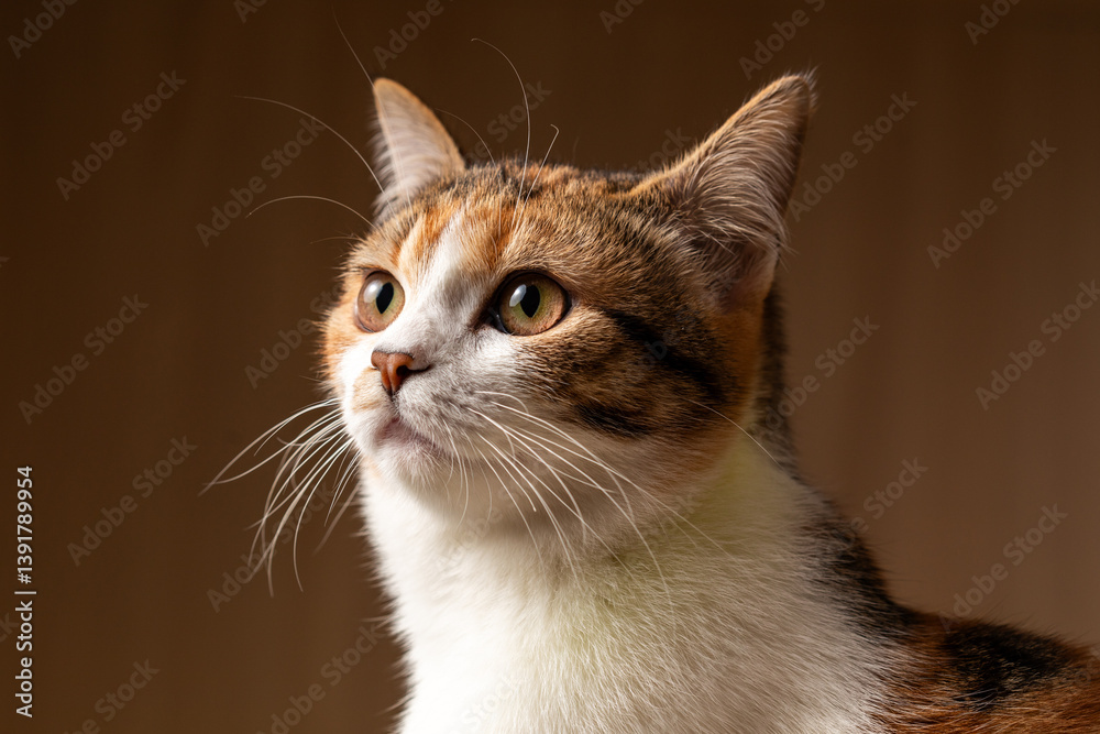 Portrait of little adorable tricolor kitten