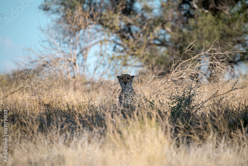 cheetah in the grass