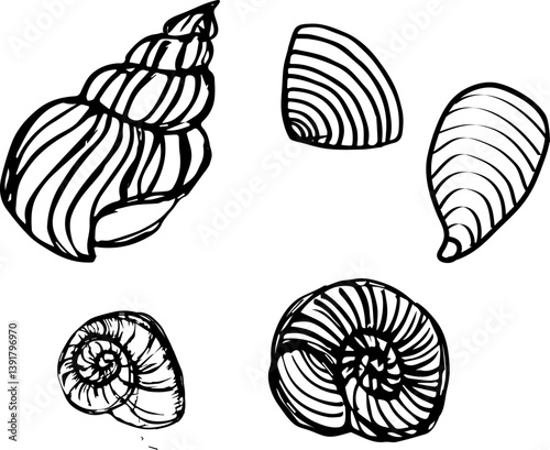 set of sea shells