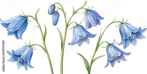 Watercolor Bluebells