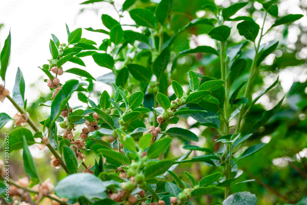 Obraz premium Ashwagandha plant or withania somnifera plant is ayurvedic medical plant