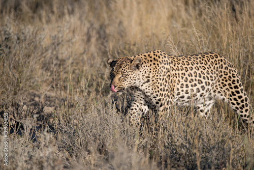 Photography Leopard drinking at a waterhole, Botswana