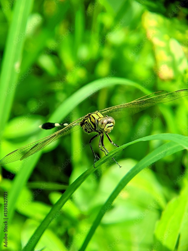 Fototapeta premium dragonfly on a green leaf