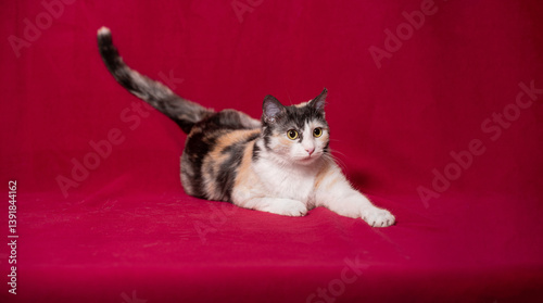 Tableau sur toile Playful tricolor cat relaxing on soft burgundy fabric backdrop for cozy atmosphe