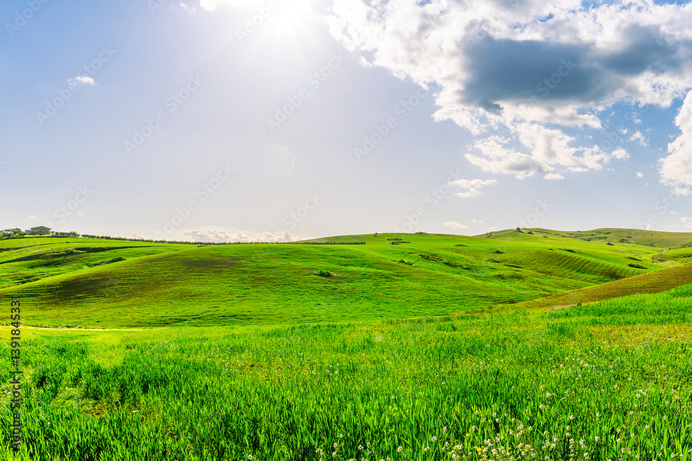 Obraz premium green spring hills with young grass and amazing growing fields and hills with beautiful bright cloudy sunset on background of rural landscape