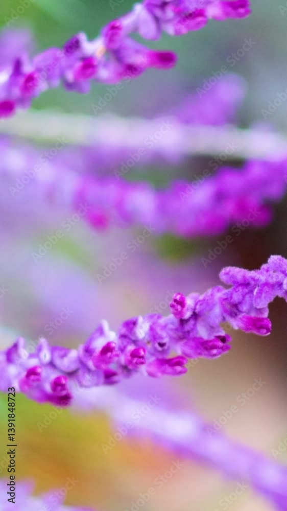 Mexican Bush Sage in Melbourne Garden Mexican Bush Sage in Melbourne Garden
