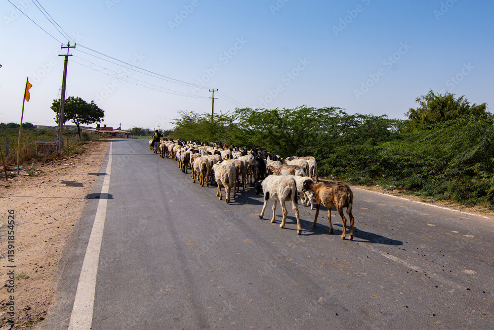 Farmer Herding Goats on a Dusty Road to Grazing at Rann of Kutch