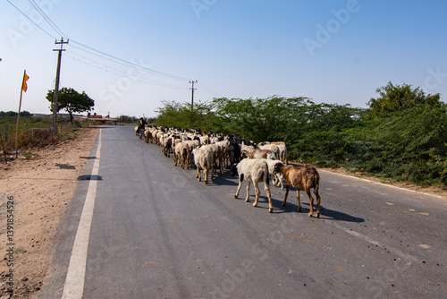 Obraz na płótnie Farmer Herding Goats on a Dusty Road to Grazing at Rann of Kutch w salonie
