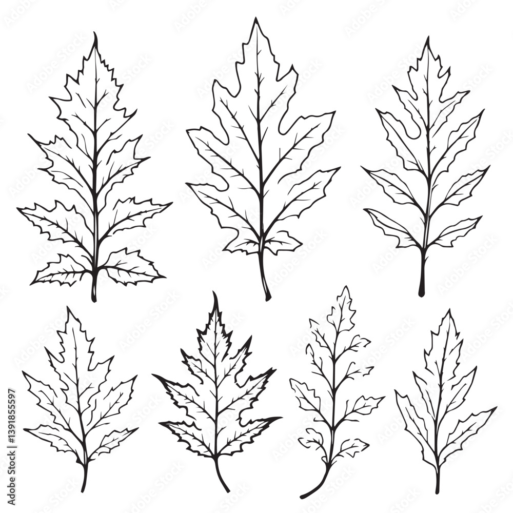 Fototapeta premium Beech Leaf Vector Line Art for Nature Designs