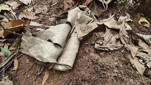 black ant colony or Dolichoderus thoracicus, swarming on a dry banana leaf photo