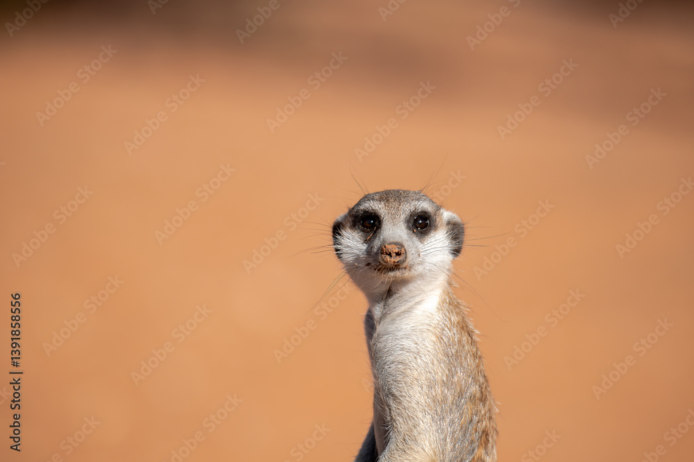 Fototapeta premium A meerkat stands tall on its hind legs, scanning the vast Kalahari with watchful eyes. Its tiny silhouette against the endless desert tells a story of survivalAnimal of africa