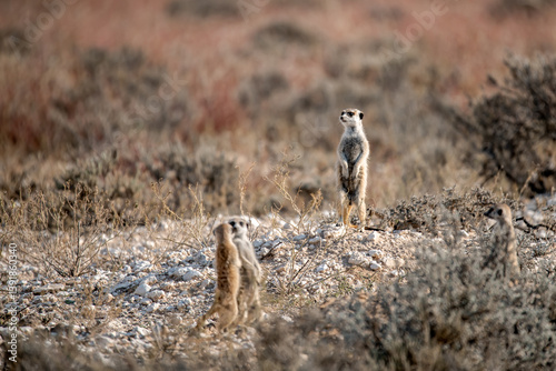 A meerkat stands tall on its hind legs, scanning the vast Kalahari with watchful eyes. Its tiny silhouette against the endless desert tells a story of survivalAnimal of africa