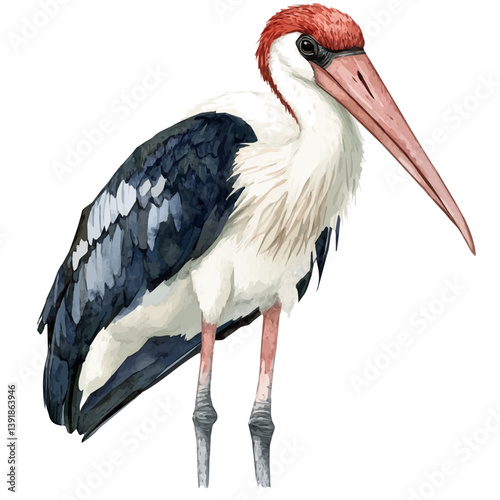 Marabou stork, watercolor illustration, isolated on a white background.

