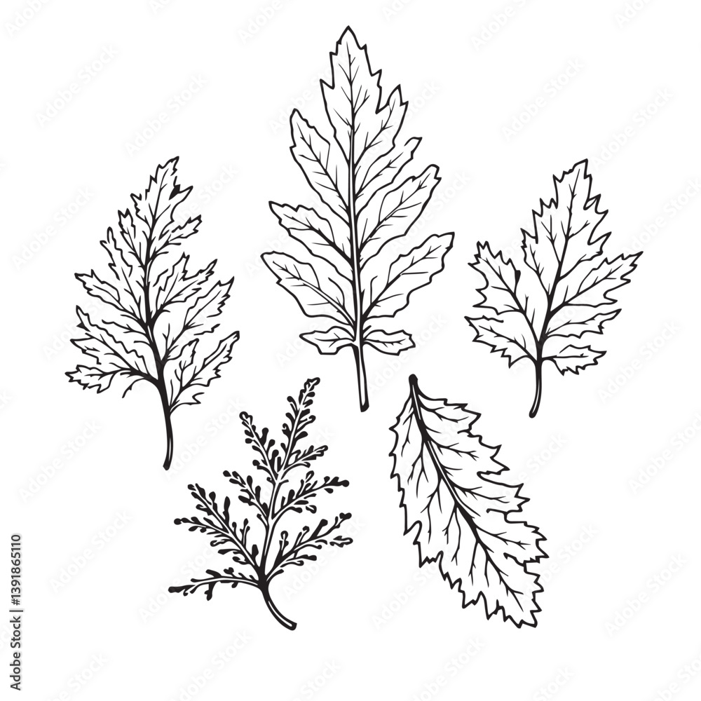 Fototapeta premium Elegant Cedar Leaf Vector Line Art Design