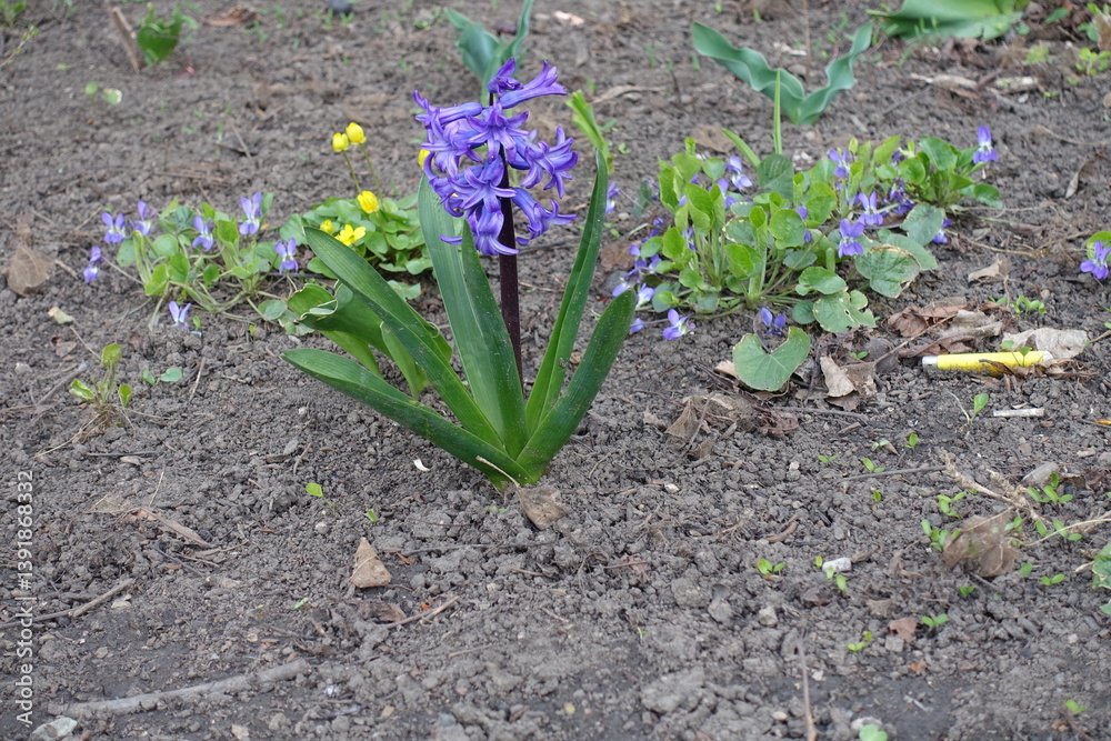 hyacinth with purplish blue flowers in April