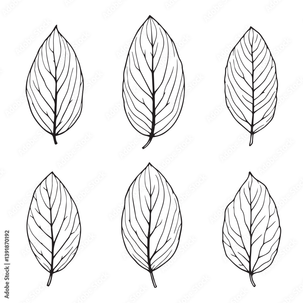 Minimalist almond leaf vector drawing illustration Minimalist almond leaf vector drawing illustration