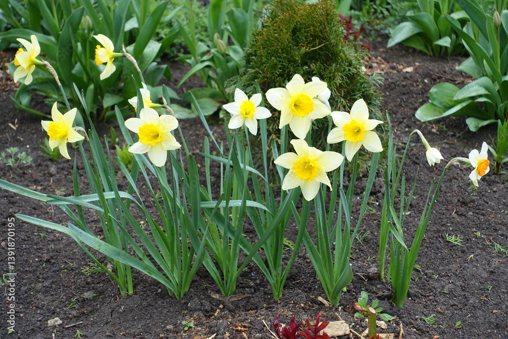 Couple of yellow and white flowers of daffodils in April