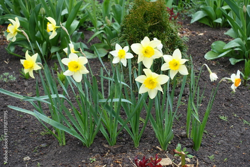 Obraz na płótnie Couple of yellow and white flowers of daffodils in April w salonie