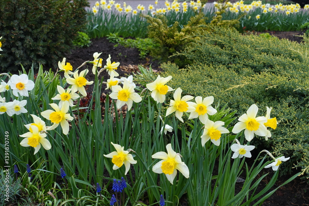 Multiple yellow and white flowers of daffodils in April