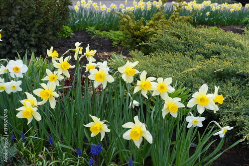 Multiple yellow and white flowers of daffodils in April