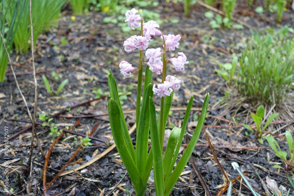 Pair of light pink double hyacinths in April
