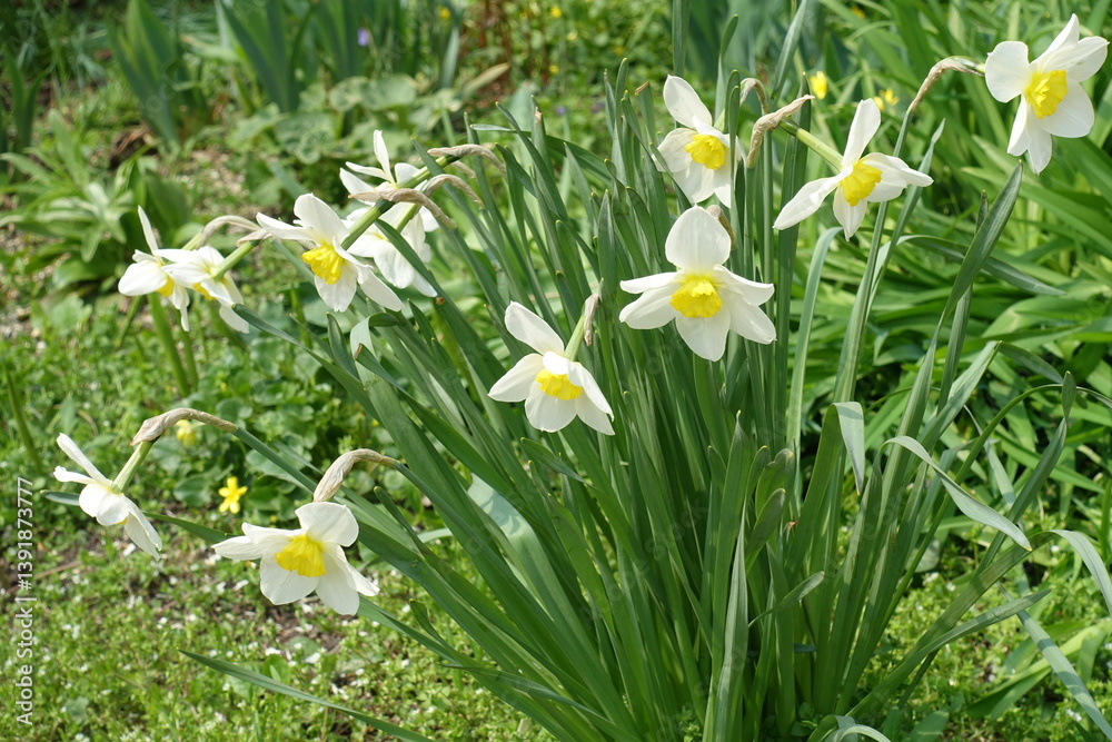 Multiple white flowers of narcissus in April